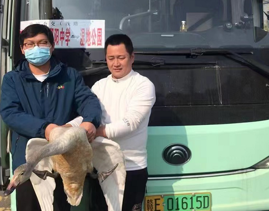 鄱陽長運(yùn):?救助國家二級(jí)保護(hù)動(dòng)物——天鵝